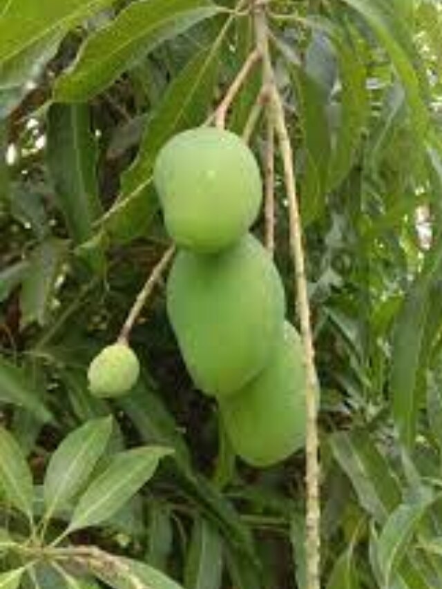mango trees getting affected by Parasitic plants