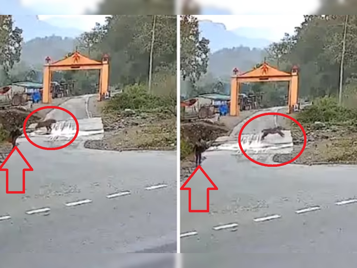 Viral Video : भयानक! मजेत रस्त्यावरून जात असताना अचानक समोरून आला वाघ अन् मग... title=