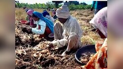 'PM किसान'चा देशात गाजावाजा पण 'या' कारणामुळे नंदुरबारचे 16,225 शेतकरी योजनेपासून वंचित