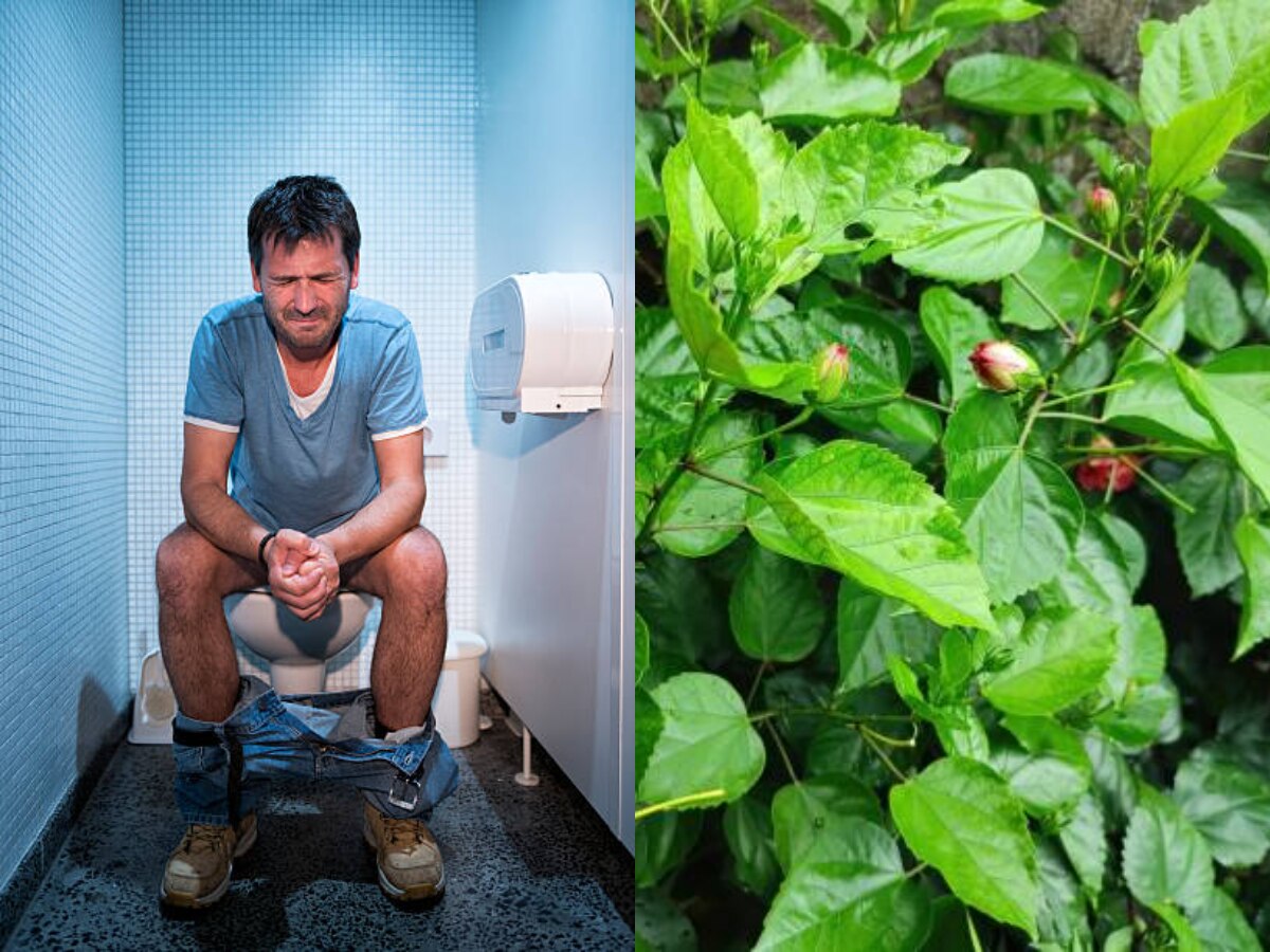 Chew Empty Stomach Hibiscus Leaf reduce constipation And Good Health in