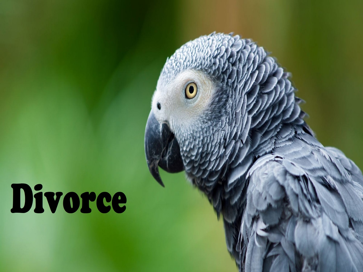 'आफ्रिकन पोपट परत दे; तरच तुला घटस्फोट देईन' पुण्यात पतीची पत्नीकडे अजब मागणी