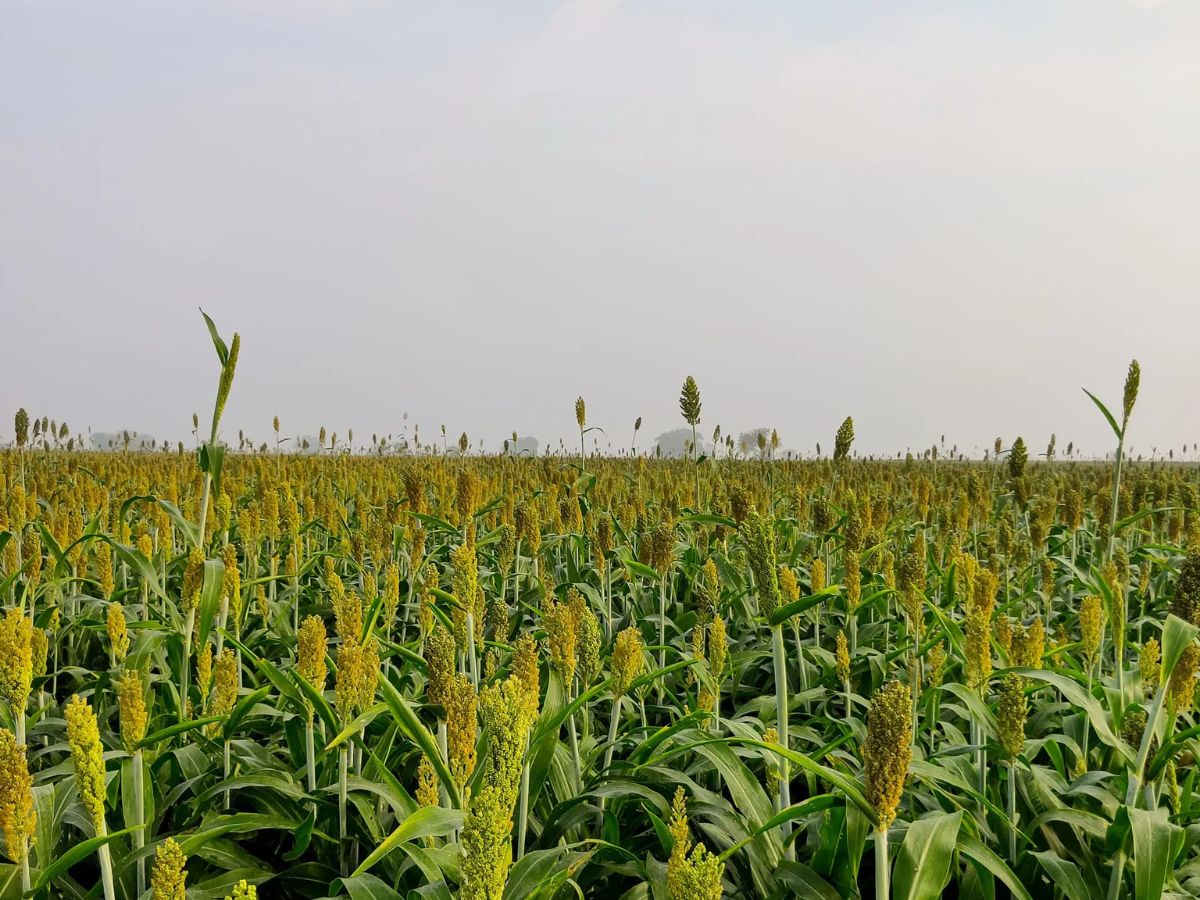 सतत अवकाळीचे संकट; नाशिकच्या शेतकऱ्यांनी शेतीसाठी निवडला वेगळा पर्याय सतत अवकाळीचे संकट; नाशिकच्या शेतकऱ्यांनी शेतीसाठी निवडला वेगळा पर्याय
