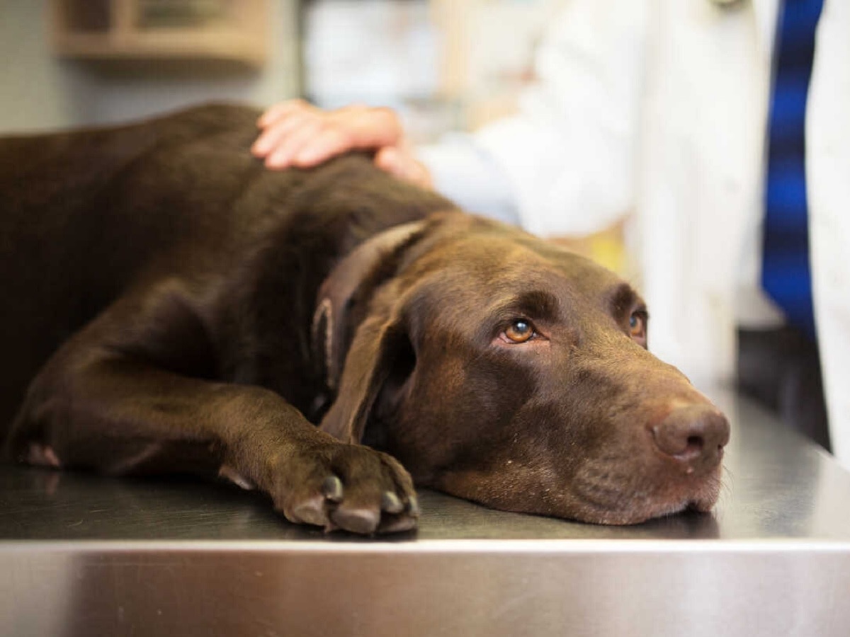 श्वानाच्या मृत्यू प्रकरणी कार चालकावर गुन्हा दाखल; अंबरनाथ मधील विचित्र घटना श्वानाच्या मृत्यू प्रकरणी कार चालकावर गुन्हा दाखल; अंबरनाथ मधील विचित्र घटना