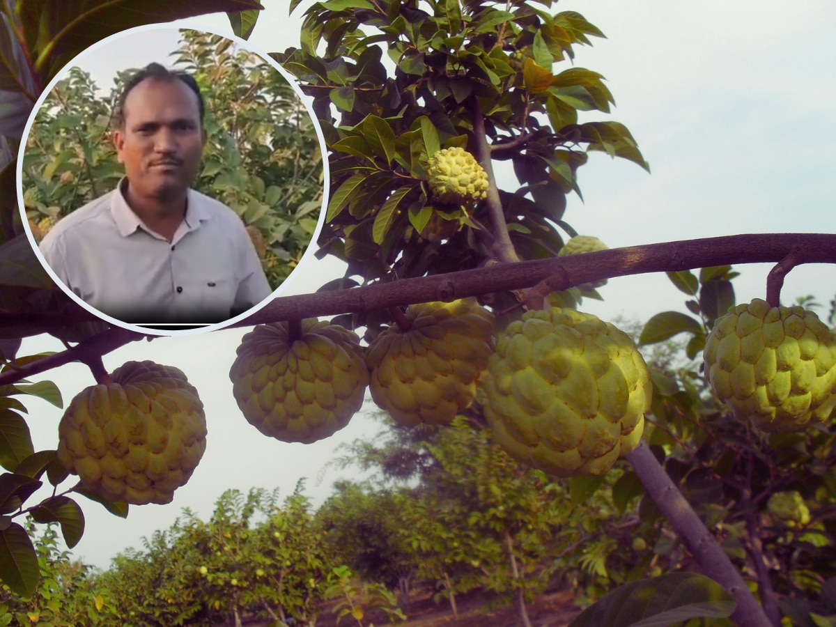 Washim Farmer Success Story producer Sitaphal Lakhs Of Turnover;पैशांमुळे शिक्षक व्हायचं स्वप्न अधुरे, वाशिमचा शेतकरी सीताफळ शेतीतून करतोय लाखोची कमाई