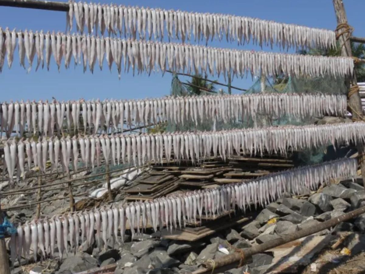 काय सांगता! मुंबईच्या मच्छी मार्केटमधून तब्बल लाखो रुपयांचे सुके बोंबील चोरीला काय सांगता! मुंबईच्या मच्छी मार्केटमधून तब्बल लाखो रुपयांचे सुके बोंबील चोरीला