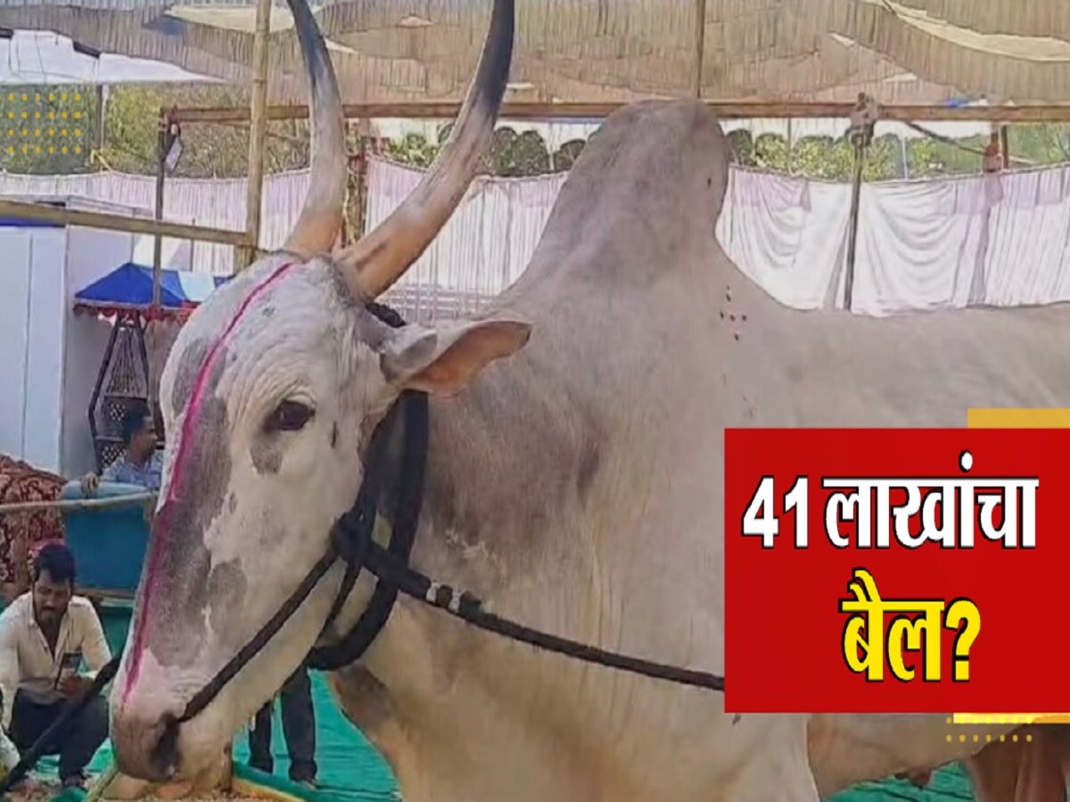 41 लाखांच्या बैलाचा मालक महिन्याला कमावतो 2.5 लाख 41 लाखांच्या बैलाचा मालक महिन्याला कमावतो 2.5 लाख