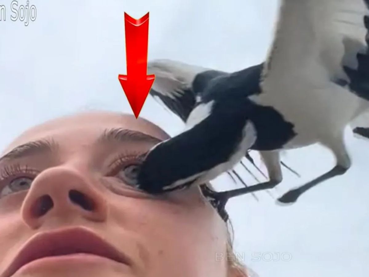 Viral Video: माणसाचे डोळे फोडणारा कोणता हा पक्षी? पाहून उडेल थरकाप title=