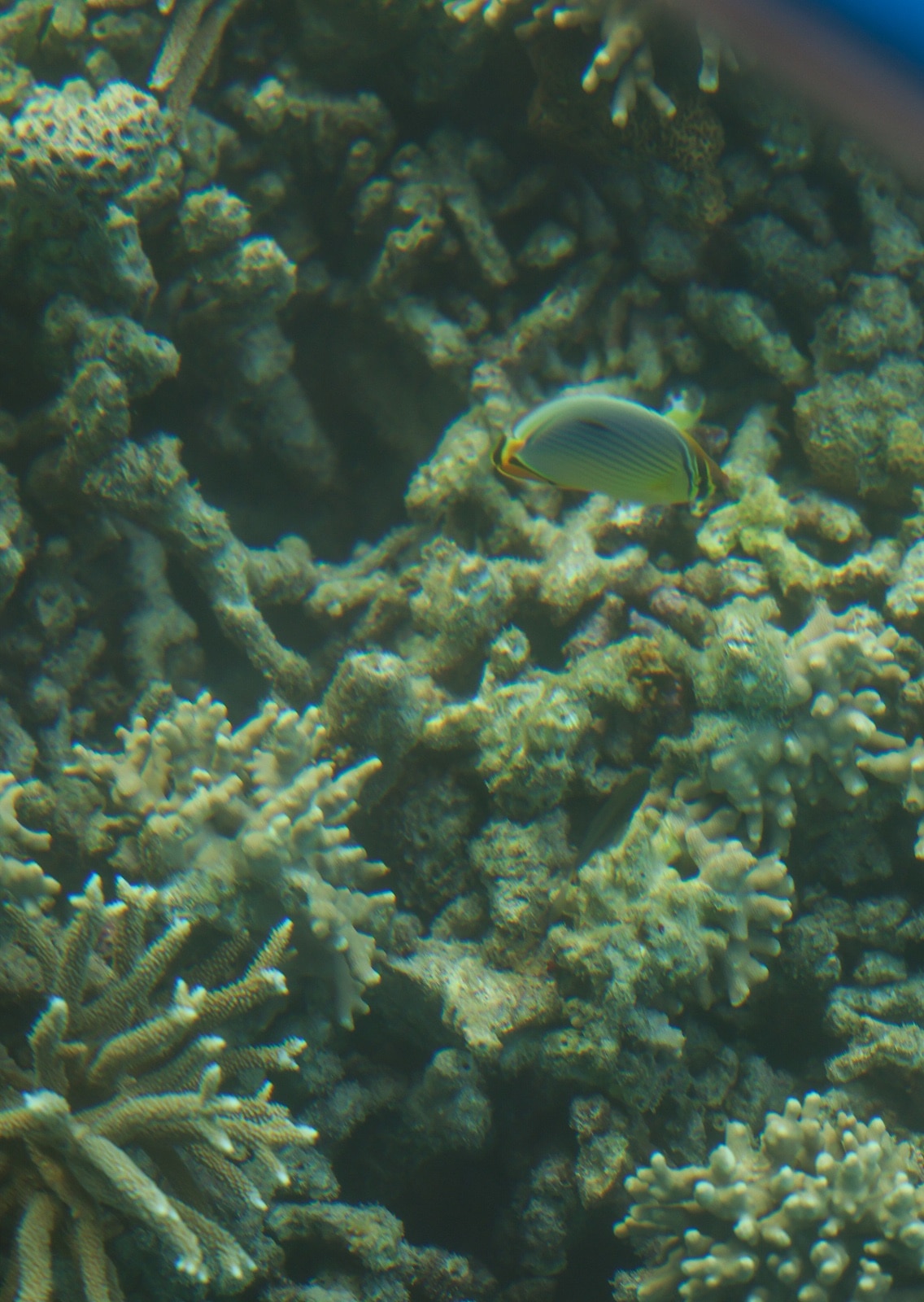 Photos Of PM Modi snorkelling in Lakshadweep