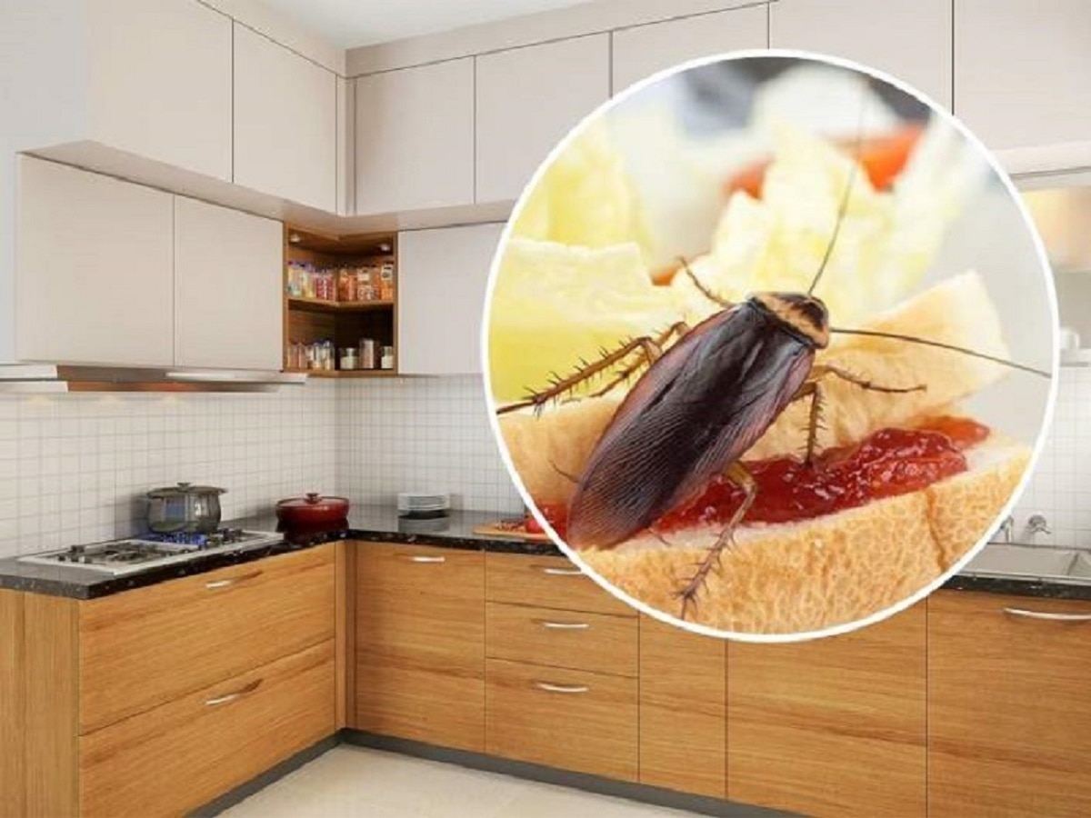 Cockroaches Home Remedies घरात खूप झुरळ झाले आहेत? 4 सेकंदात दिसेल