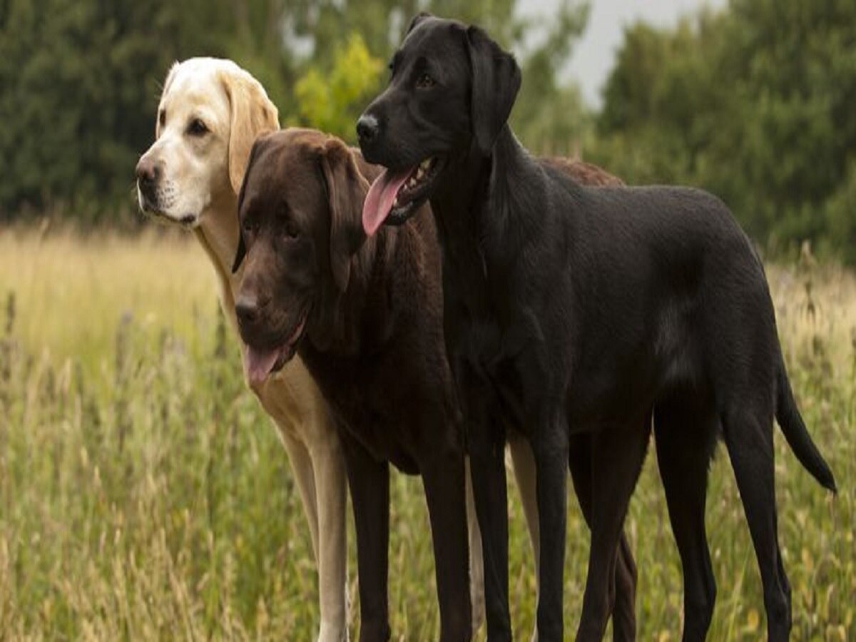 ज्यांना जीव लावला तेच जीवावर उठले; पाळीव कुत्र्यांनीच तोडले मालकाचे लचके