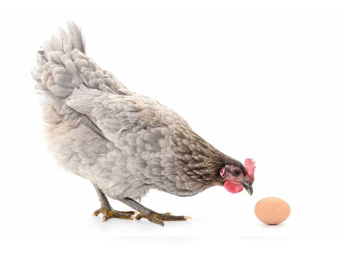 Chicken or egg who came first know interesting facts 