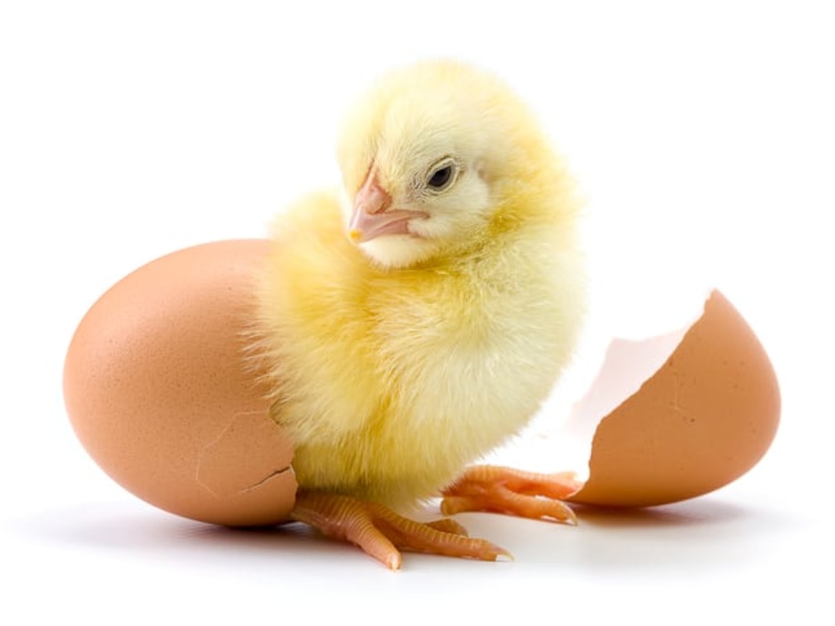 Chicken or egg who came first know interesting facts 
