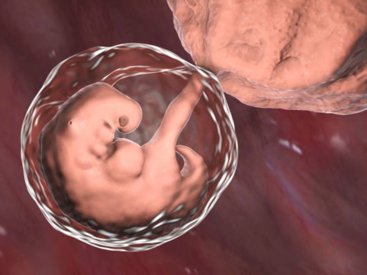 Fetal Development : चौथ्या आठवड्यात गर्भात इतकं मोठं होतं बाळ, छोटीशी चूक पण पडेल महागात  title=