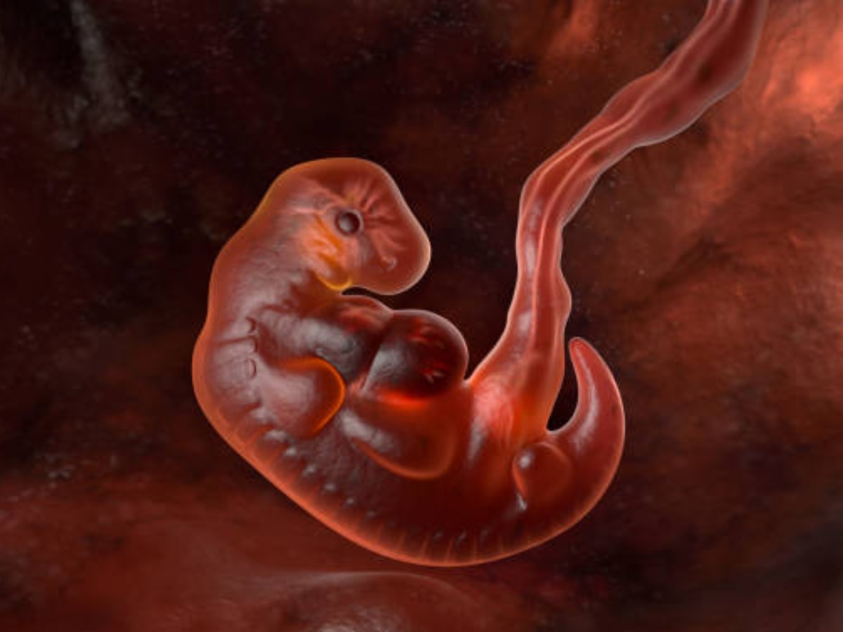 fetal-development-5-week-baby-in-womb-know-baby-growth