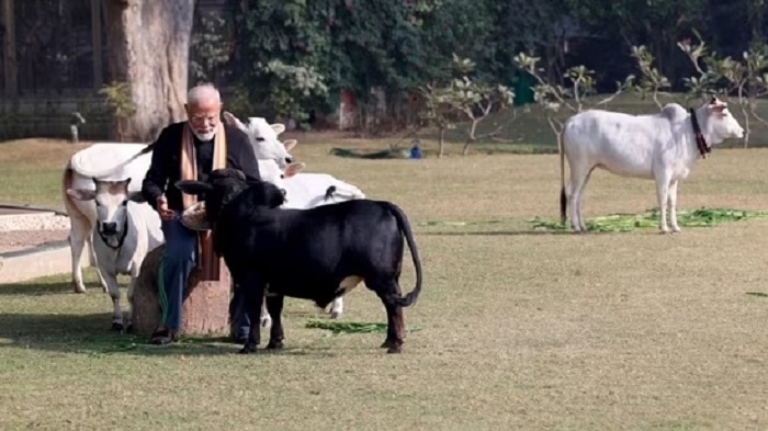 PM Modi Feeding Small Heighted Punganur Cows Know About The Breed
