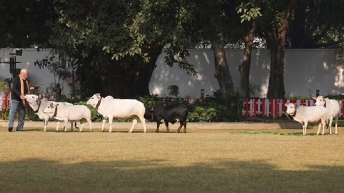 PM Modi Feeding Small Heighted Punganur Cows Know About The Breed