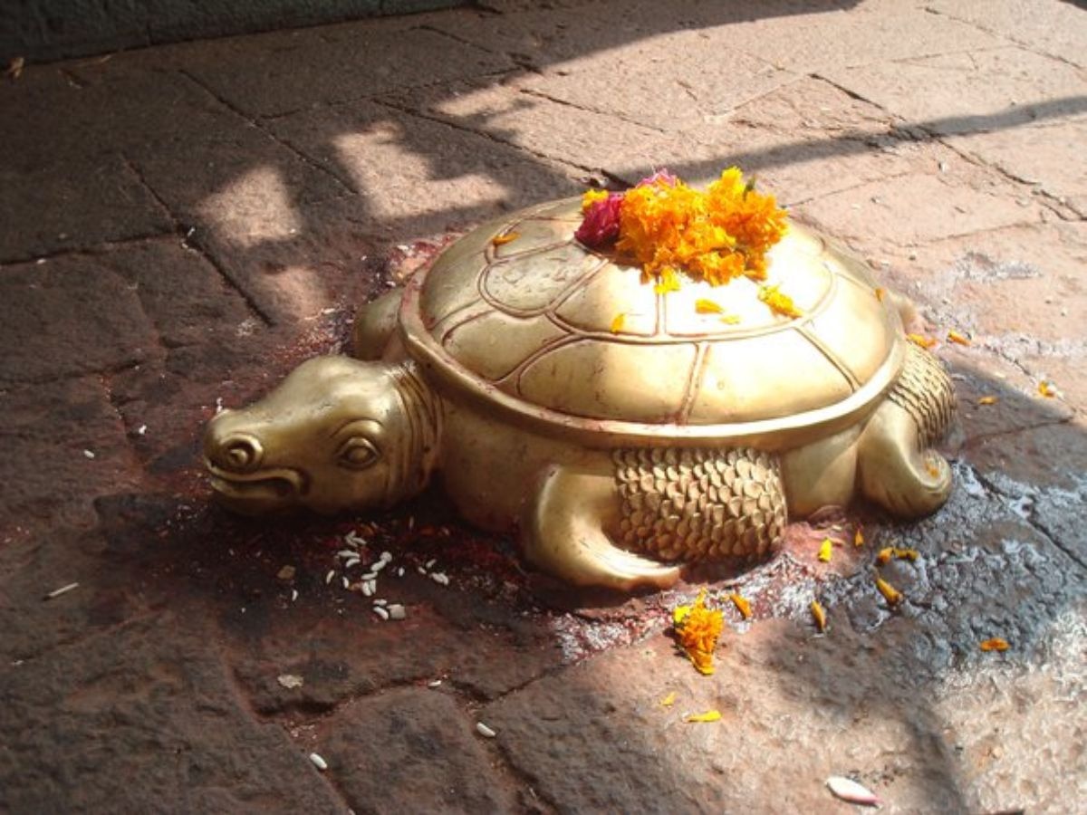 मंदिरात देवापुढे कासव का असते? भगवद्गीतेतील श्लोकात सांगितलंय महत्त्व title=