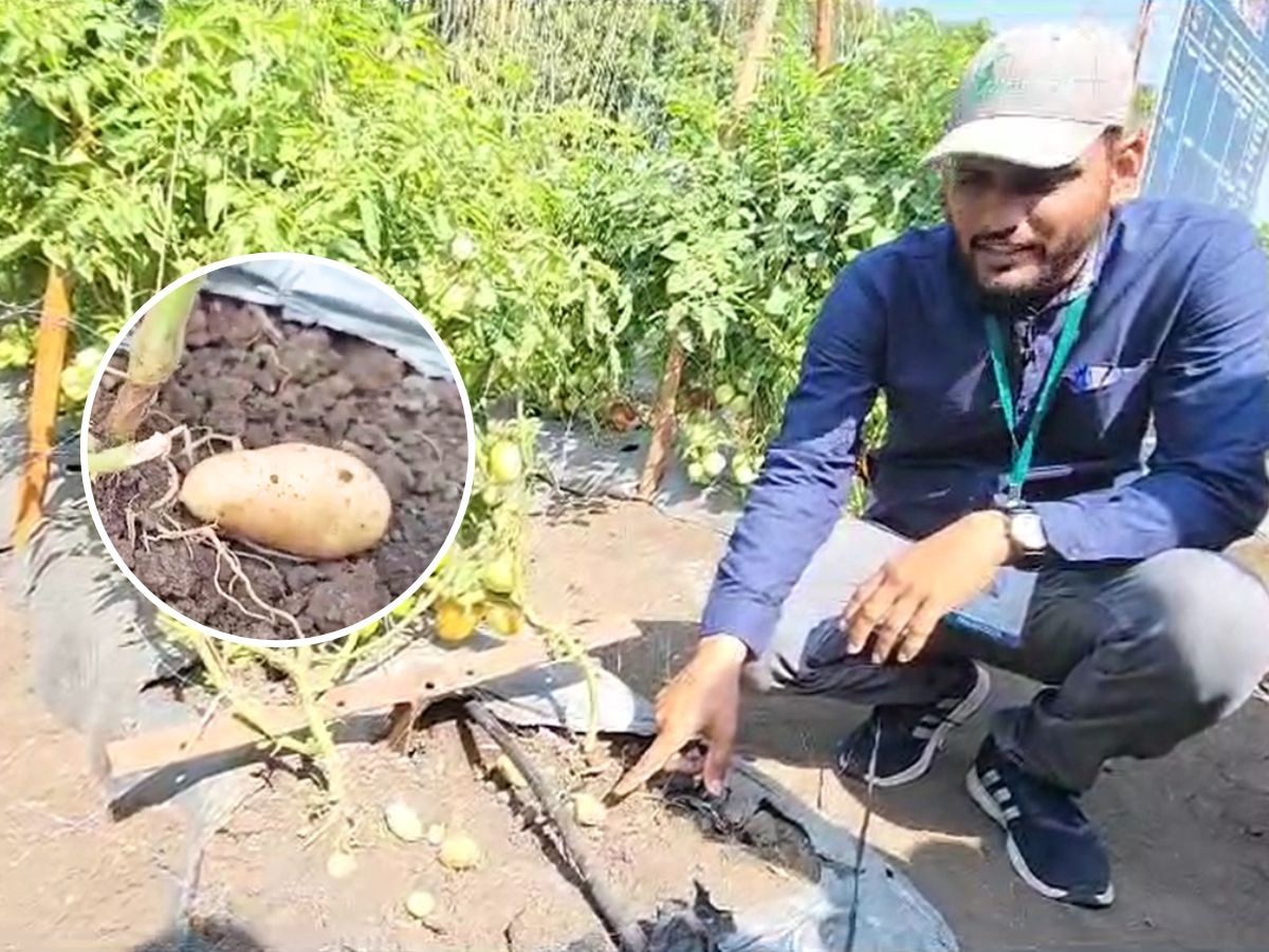 टोमॅटोच्या झाडाला लागले बटाटे! बारामतीत शेतीचा अफलातून प्रयोग title=