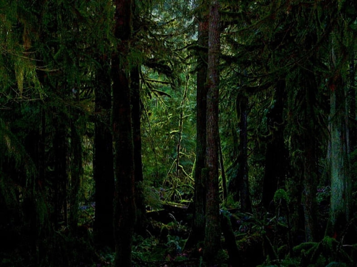 पृथ्वीवरील अनेक रहस्य उलगडणार; 385 दशलक्षवर्ष जुनं जंगल सापडलं, जंगलात 38 कोटी वर्षे जुने खडक title=