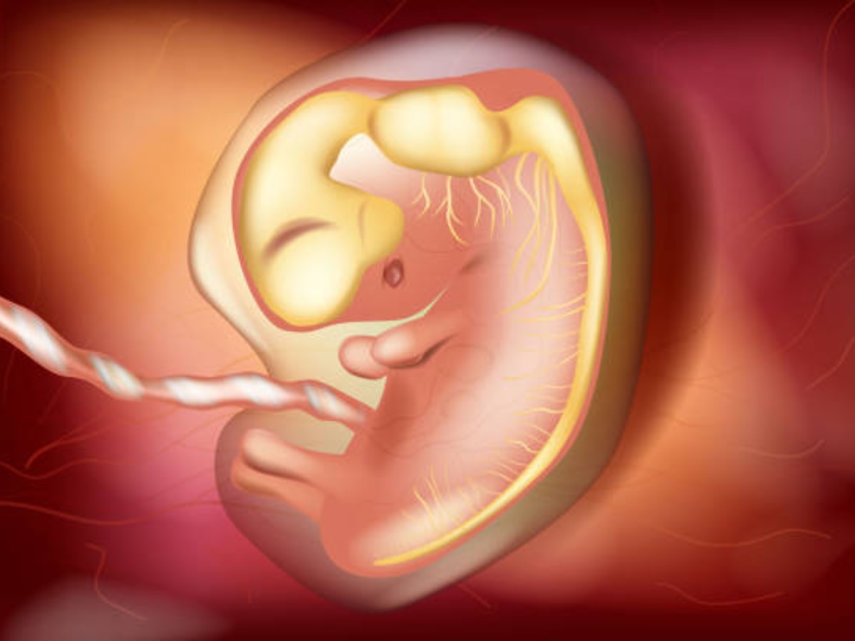 Fetal Development : सहाव्या आठवड्यात कसं असतं गर्भातील बाळ, कोणत्या अवयवांचा होतो विकास? title=