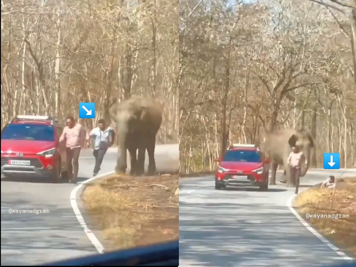 हत्तीने दमेपर्यंत पळवलं, अखेर एकजण खाली पडल्यानंतर थांबला अन् पायाने....; IFS अधिकाऱ्याने शेअर केला VIDEO title=
