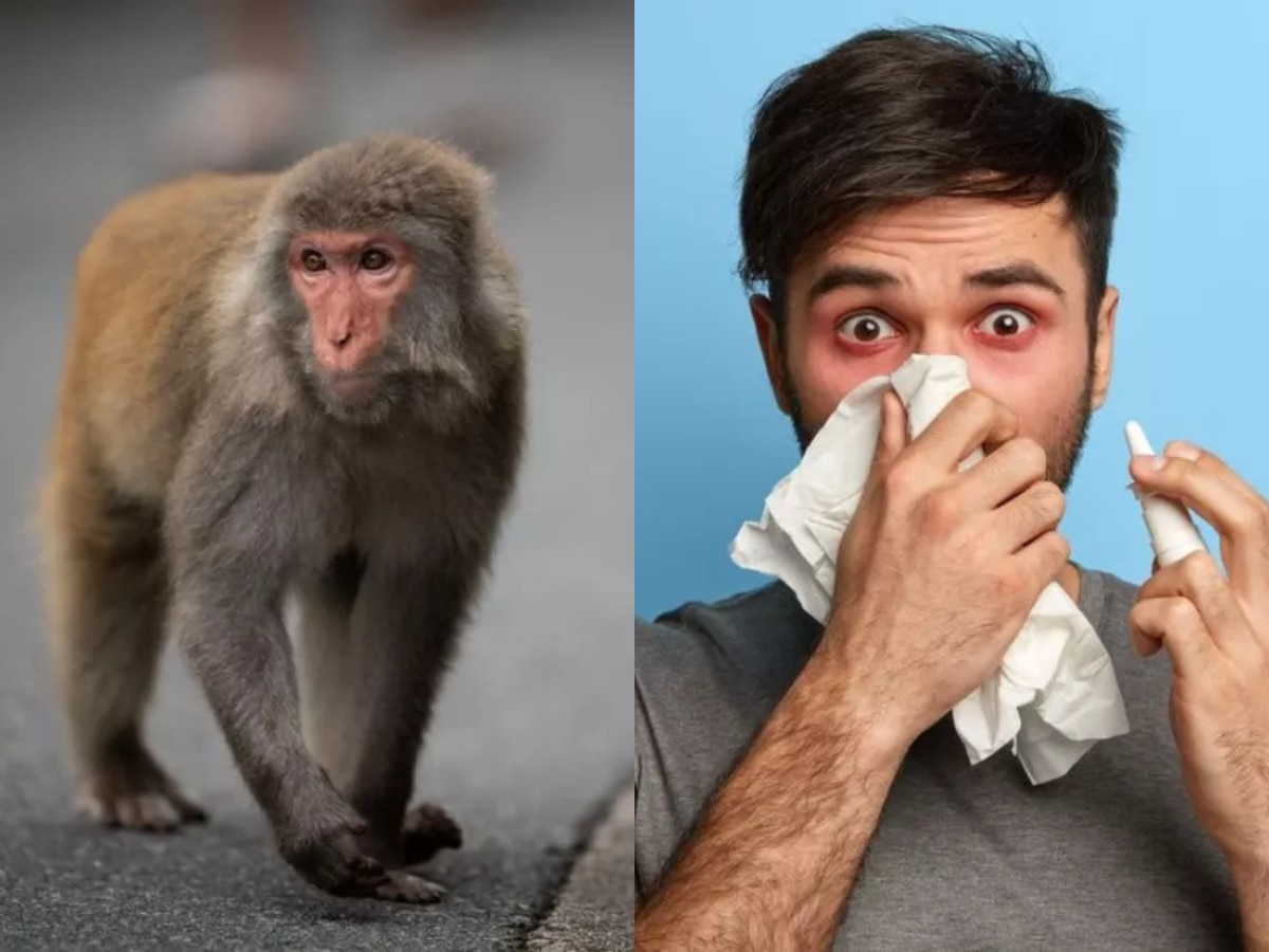 कर्नाटकात धुमाकूळ घालत असलेला Monkey fever आहे तरी काय? जाणून घ्या लक्षणं title=