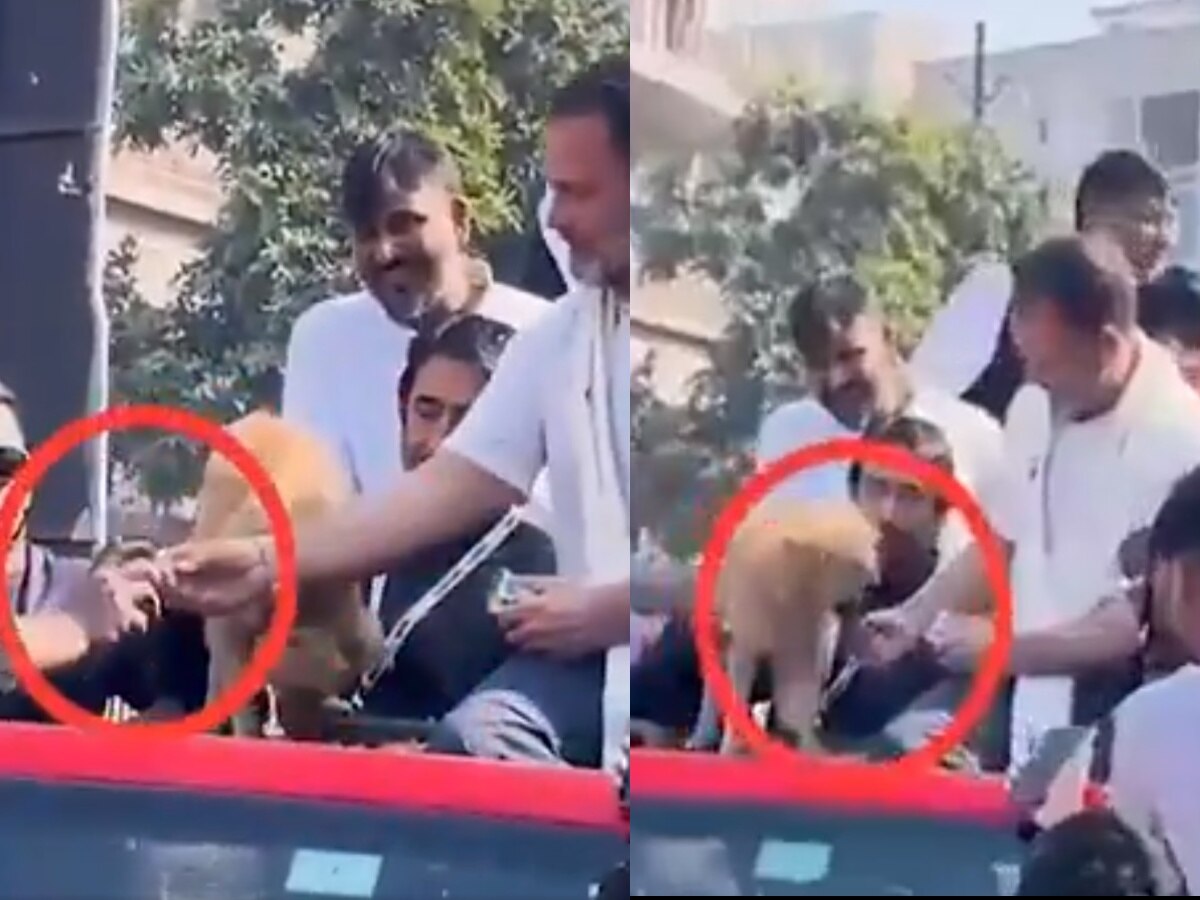 राहुल गांधींनी कुत्र्याने खाण्यास नकार दिलेलं बिस्कीट कार्यकर्त्याला दिलं; VIDEO व्हायरल, BJP ने धरलं धारेवर title=