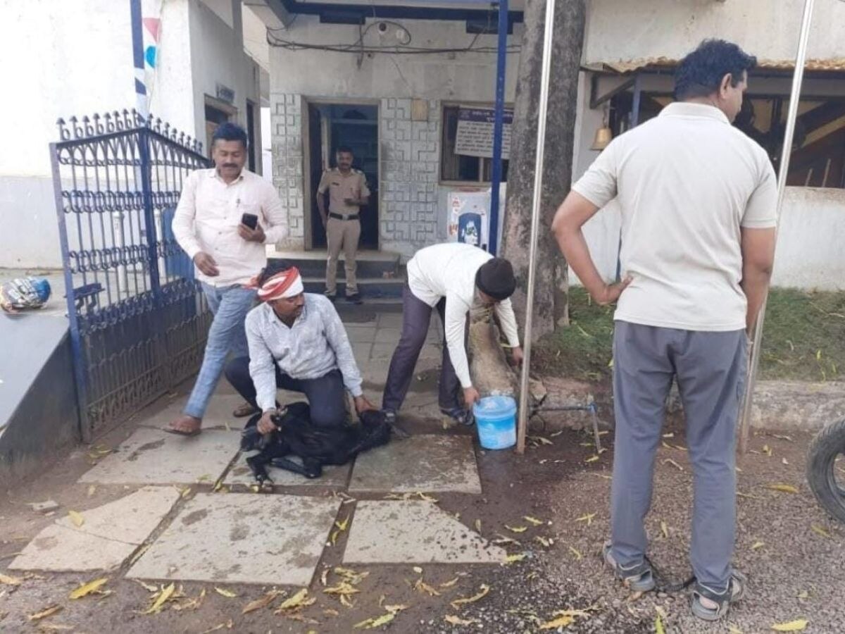 पोलिसच अंधश्रद्धेच्या आहारी! गुन्हे वाढत असल्याने पोलीस ठाण्याच्या गेटवर दिला बोकडाचा बळी title=