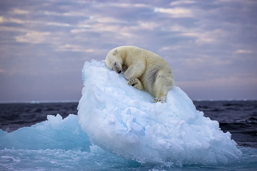 Peoples Choice Award Wildlife Photographer of the Year polar bears Photo