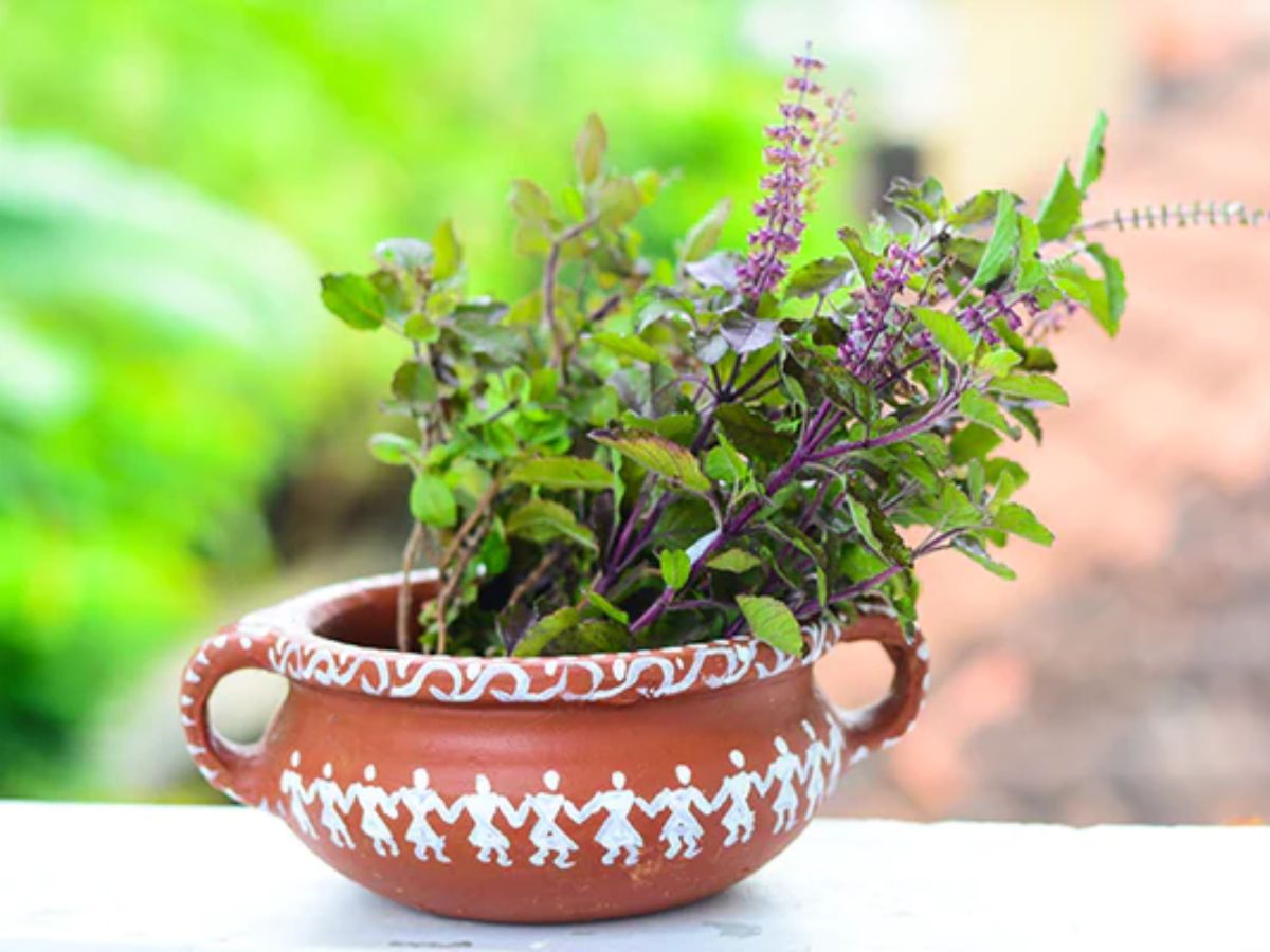 Gardening Tips For Green Tulsi 3 Ways to Grow Tulsi 