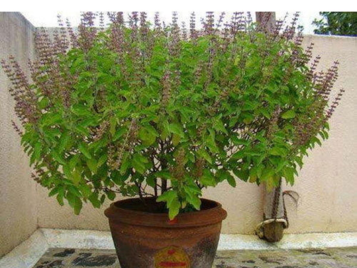 Gardening Tips For Green Tulsi 3 Ways to Grow Tulsi 