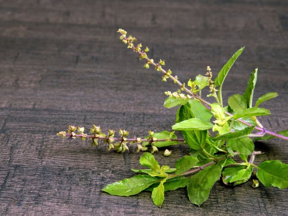 Gardening Tips For Green Tulsi 3 Ways to Grow Tulsi 