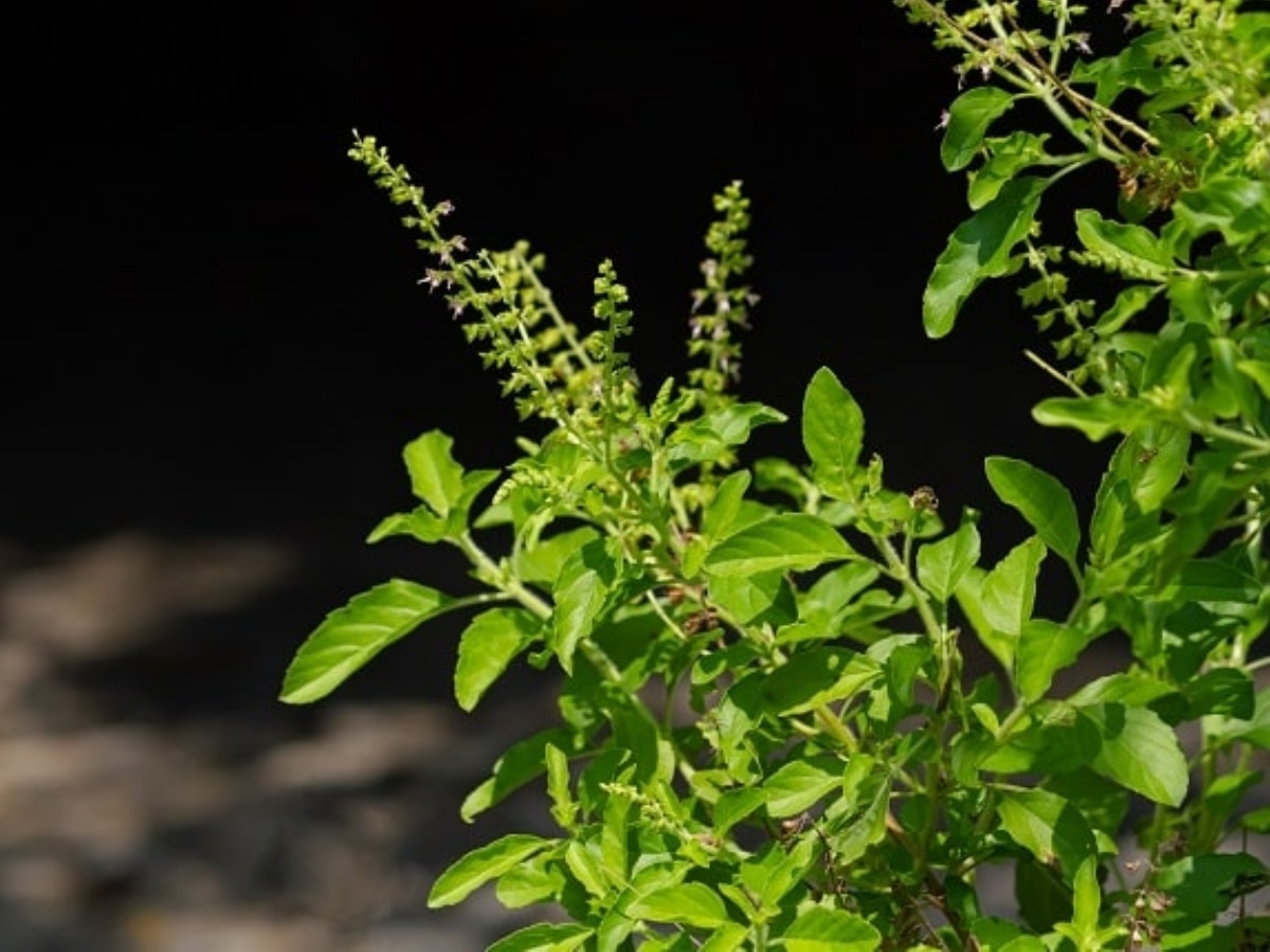 Gardening Tips For Green Tulsi 3 Ways to Grow Tulsi 