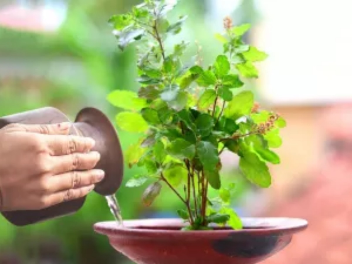 Gardening Tips For Green Tulsi 3 Ways to Grow Tulsi 