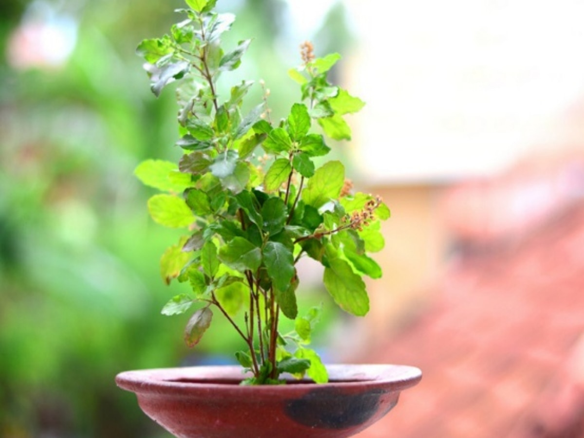 Gardening Tips For Green Tulsi 3 Ways to Grow Tulsi 