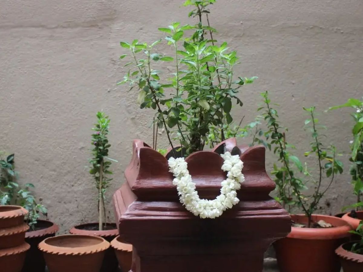 Gardening Tips For Green Tulsi 3 Ways to Grow Tulsi 