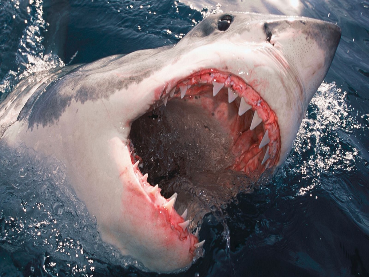 मुंबईजवळच्या 'या' खाडीत मासेमारीसाठी उतरलेल्या तरुणावर शार्कचा हल्ला; तो हळूच आला आणि...  title=