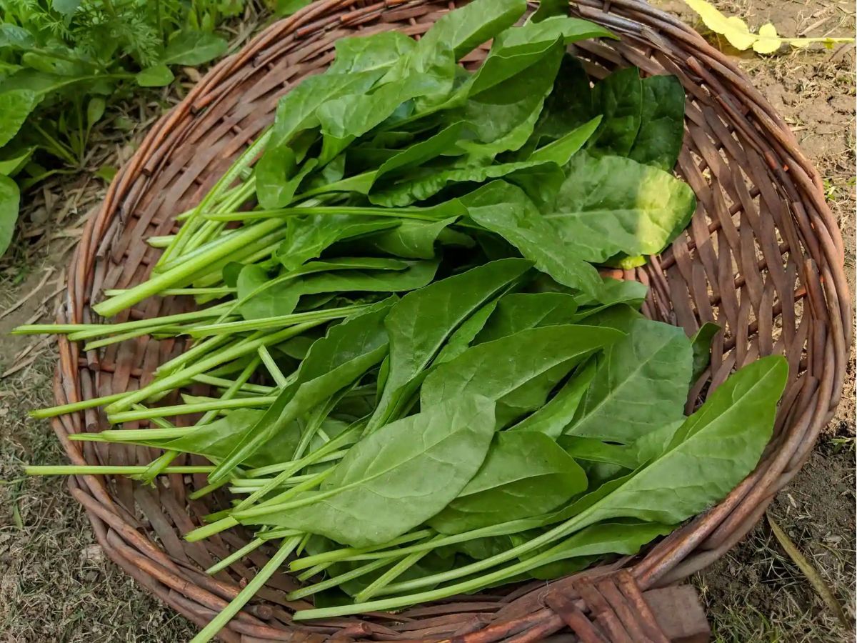 health tips in marathi Healthiest Leafy Green Vegetables for health 