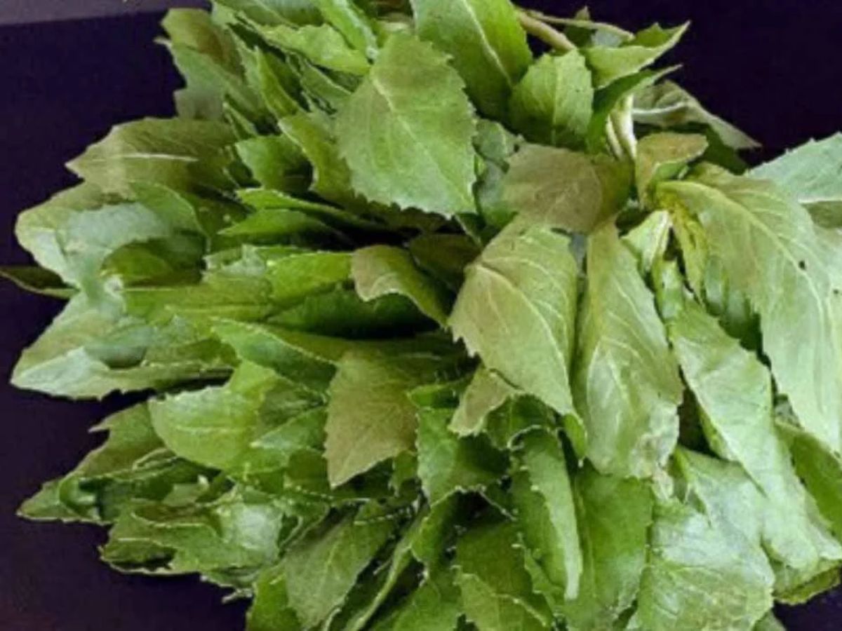 health tips in marathi Healthiest Leafy Green Vegetables for health 