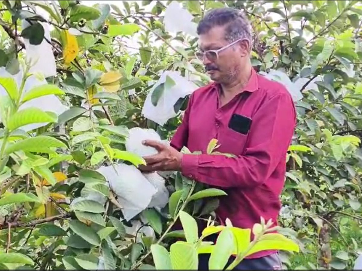 पावसाअभावी शेतकऱ्याने निवडला दुसरा पर्याय, दीड एकरात घेतलं लाखोंचे उत्पन्न title=