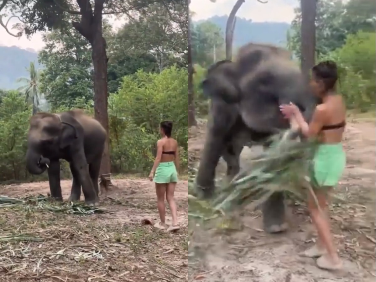 हत्तीशी मैत्री करण्याचा प्रयत्न तरुणीला पडला महागात, सोंडेने खाली पाडलं अन् नंतर...; पाहा VIDEO title=