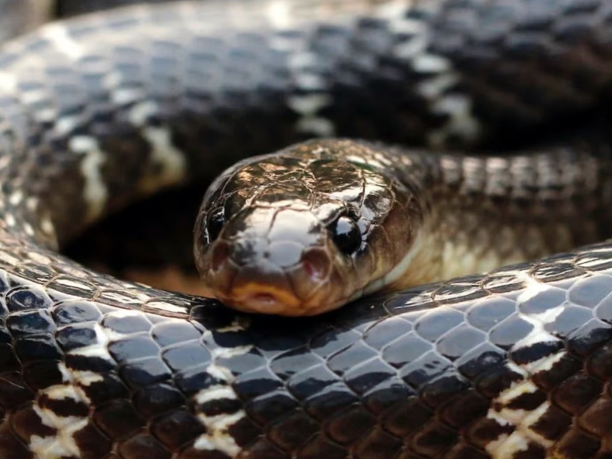 Snake Venom Antibodies Solution Scientists made a new discovery