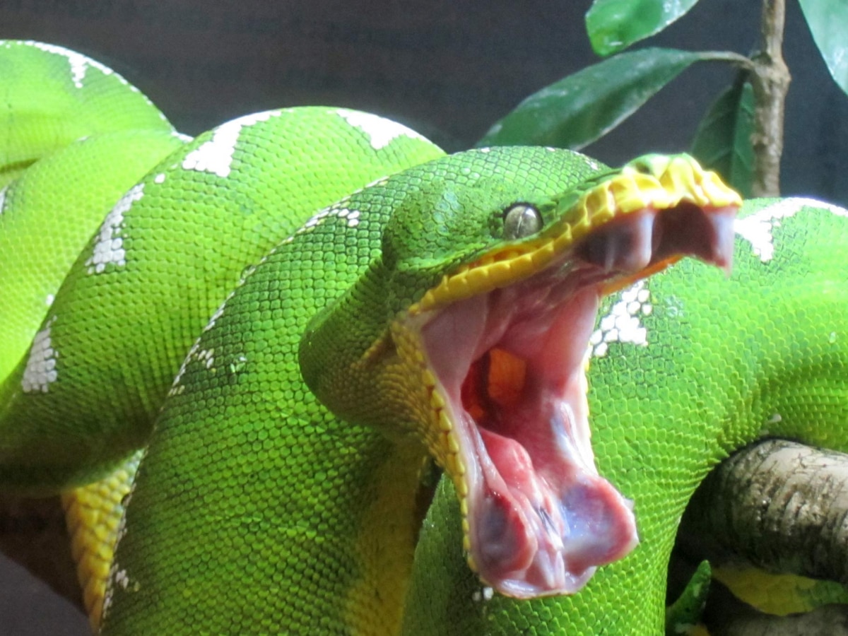 Snake Venom Antibodies Solution Scientists made a new discovery