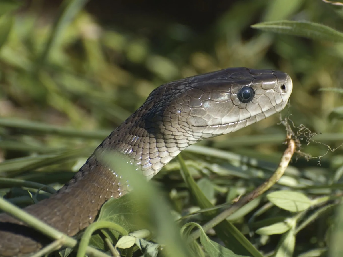 Snake Venom Antibodies Solution Scientists made a new discovery