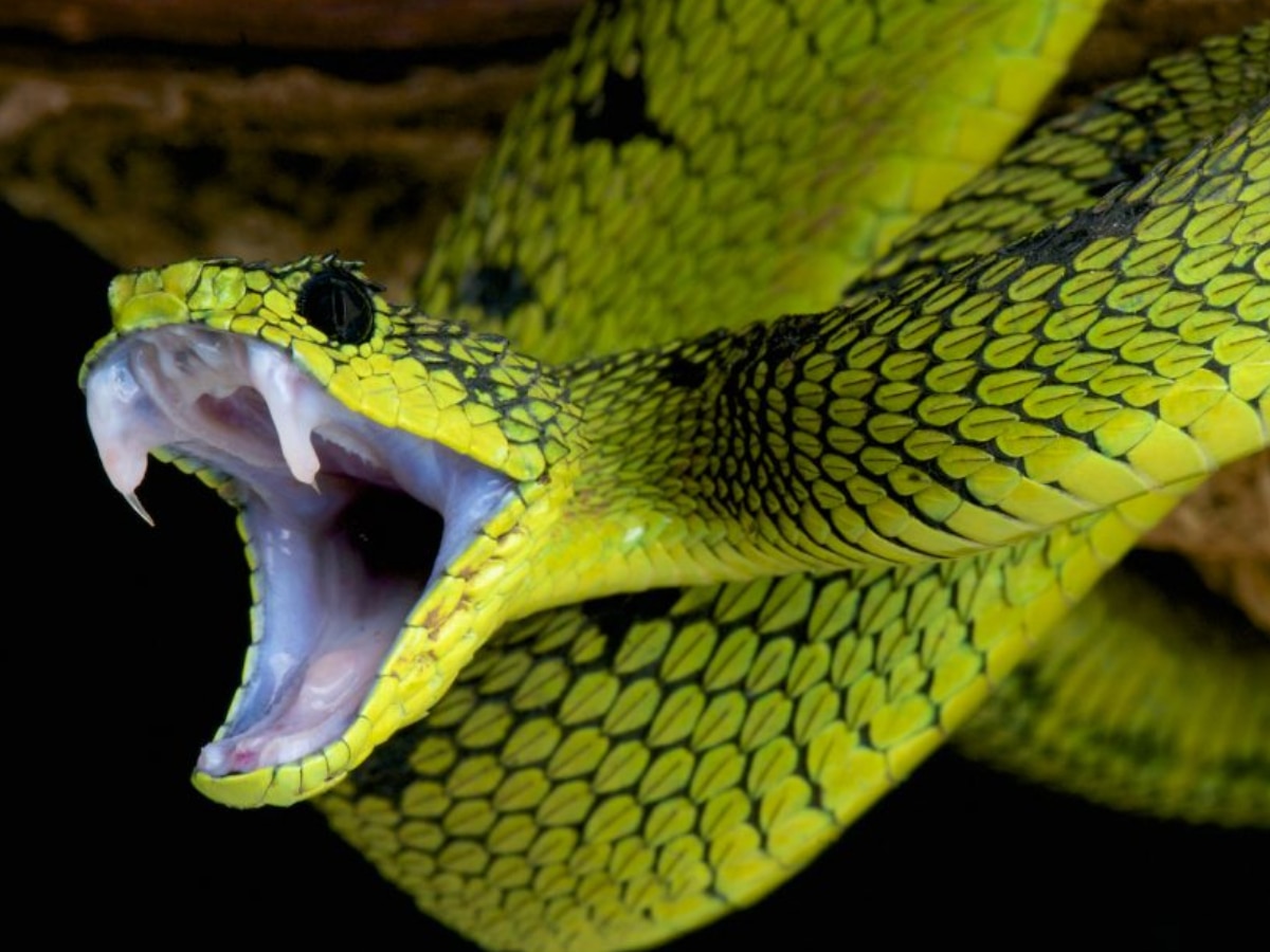 Snake Venom Antibodies Solution Scientists made a new discovery