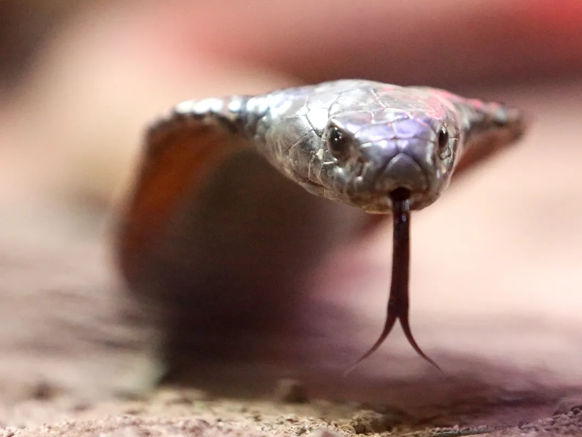 Snake Venom Antibodies Solution Scientists made a new discovery