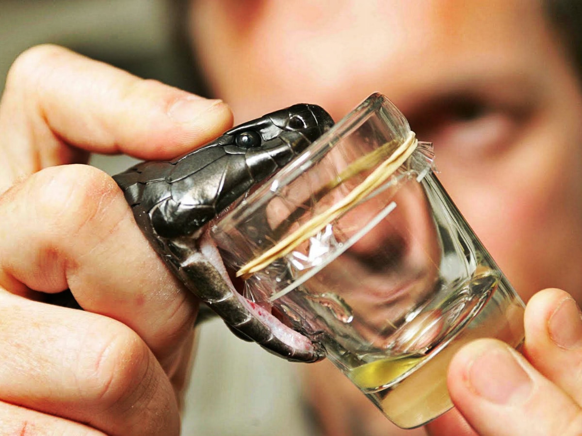 Snake Venom Antibodies Solution Scientists made a new discovery