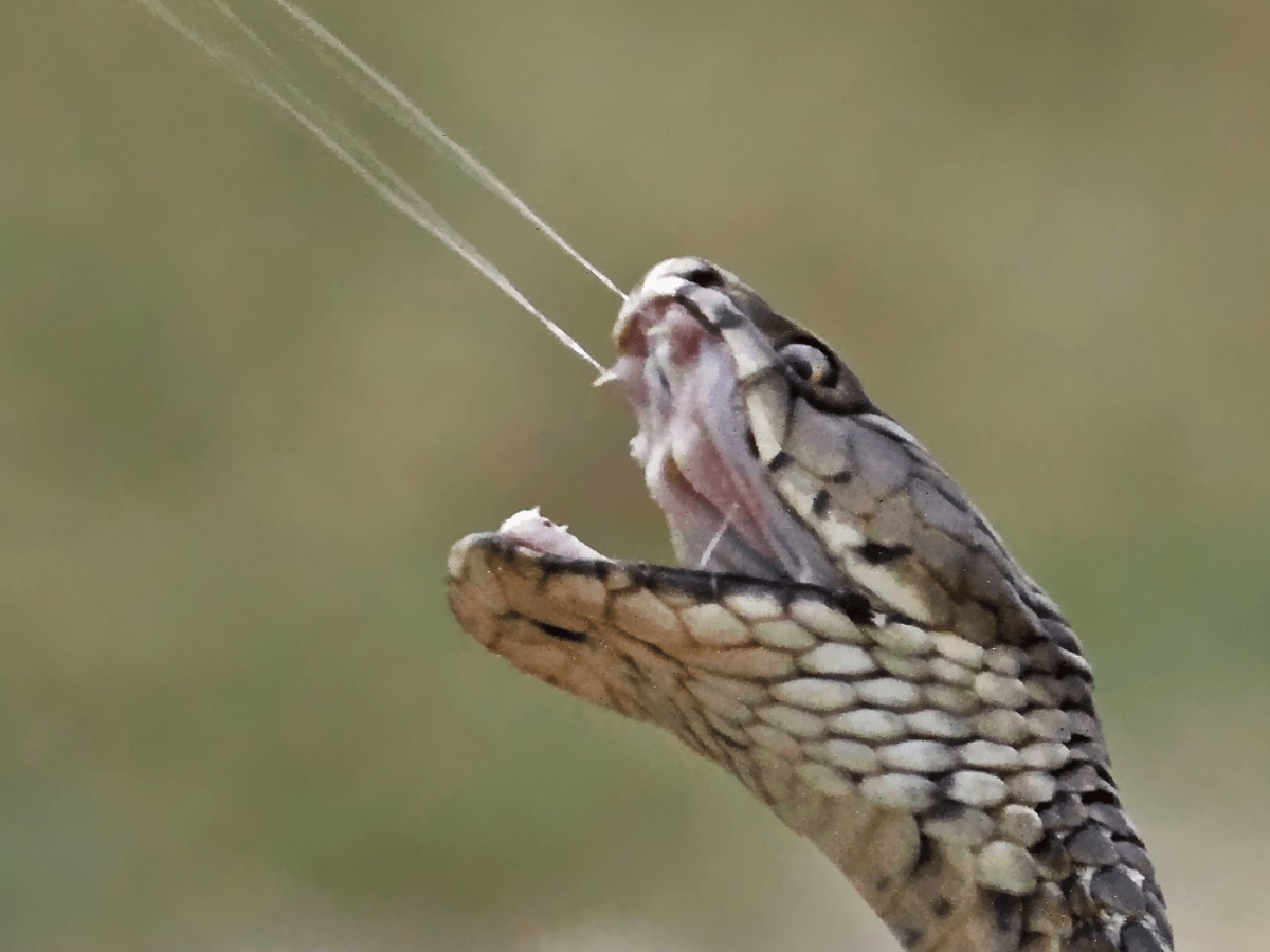 Snake Venom Antibodies Solution Scientists made a new discovery