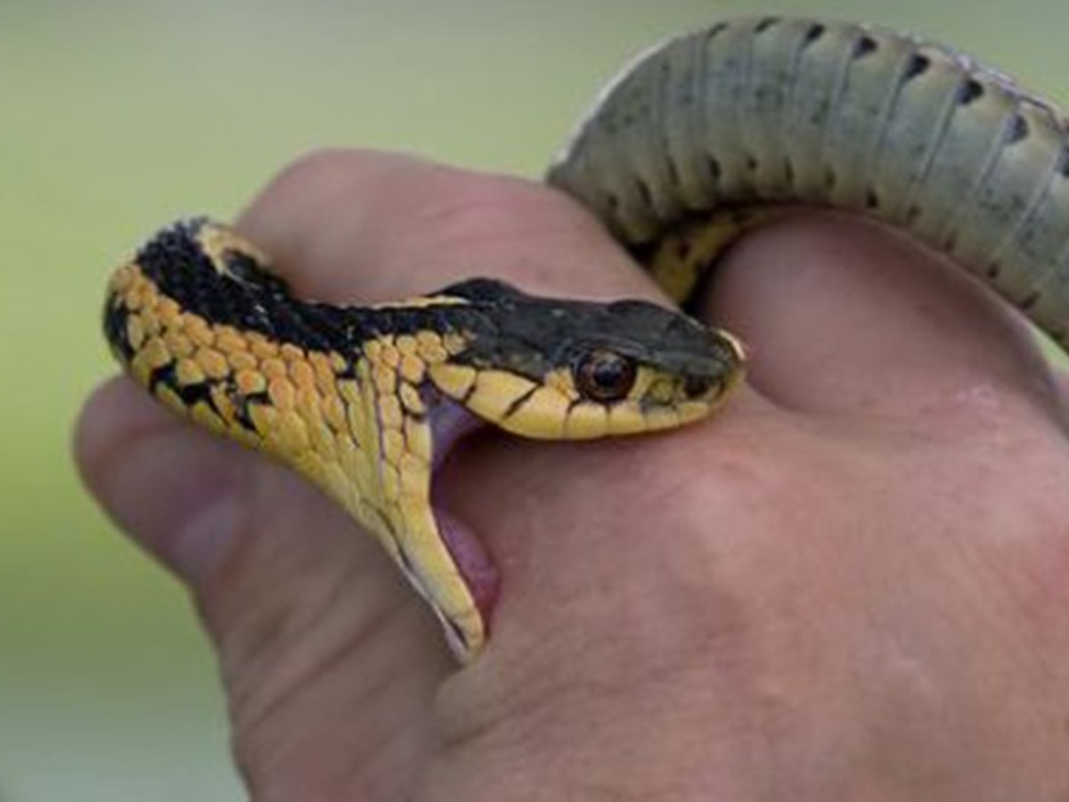 Snake Venom Antibodies Solution Scientists made a new discovery