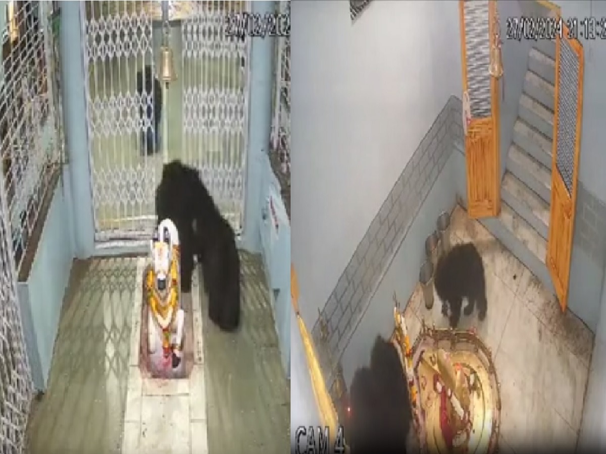 मंदिरात प्रवेश करुन अस्वलाची टोळी थेट शंकराच्या पिंडीजवळ पोहचली आणि... बुलढाण्यातील व्हिडिओ व्हायरल title=